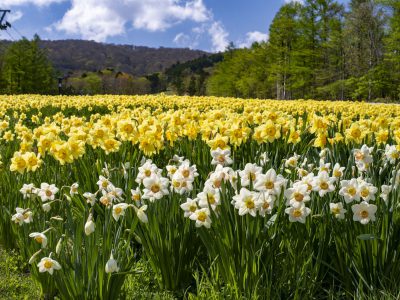 Field of Jonquils