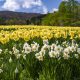 Field of Jonquils